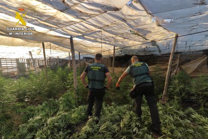Agentes de la Guardia Civil dentro del invernadero donde se hallaba el cultivo.