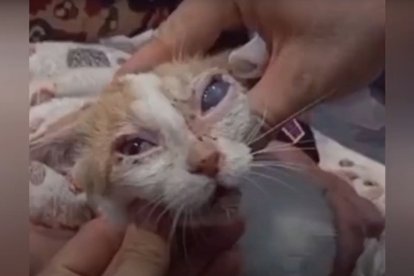 Uno de los gatos rescatados por la Asociación Ángela Dorado.