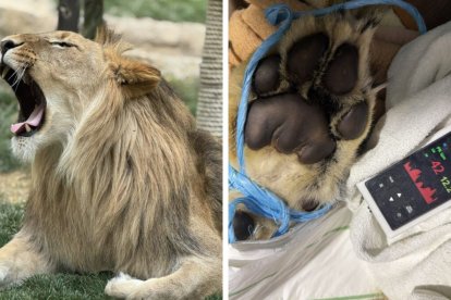 El león Amaru tuvo que ser sometido a una operación vital.