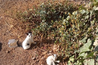 Gatos abandonados.