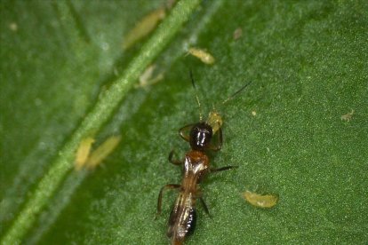 Thrips parvispinus.