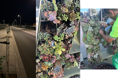 Árboles cortados por la mitad, falta de cactus en el Parque Nicolás y su reposición