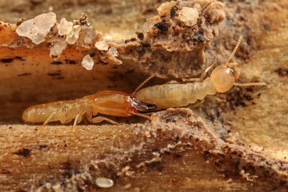 Termitas subterráneas excavando galerías en el interior de la madera.