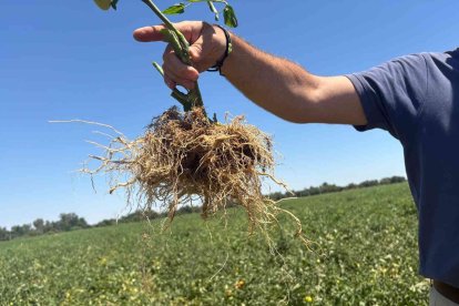 Las raíces son el motor metabólico de la planta, ya que permite absorber los nutrientes y agua necesarios para el desarrollo del fruto y la futura brotación
