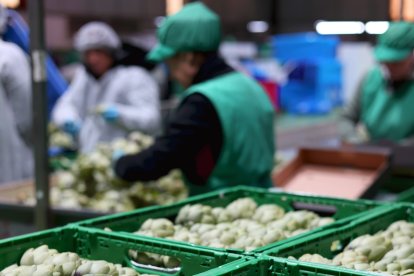 Almacén de alcachofa en Eurofruits Levante SL