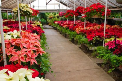 La Flor de Pascua es una planta tropical que, con cuidados adecuados, puede mantenerse viva y saludable durante todo el año.