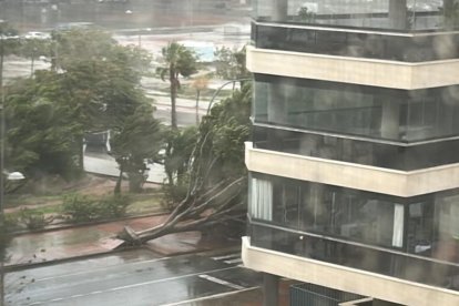 Árbol derribado por el viento en calle Argentinita, en la capital almeriense.