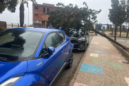 Un árbol cae sobre un coche a las puertas del Ceip Juan Orea