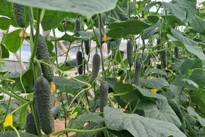 El pepino Caudal de Semillas Fitó en planta en un invernadero.