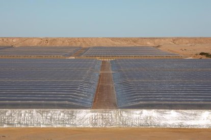 La UE permite etiquetar como regiones marroquíes las frutas y hortalizas procedentes del Sáhara Occidental, pese a la sentencia del TJUE.