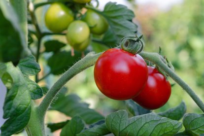 Ayuntamientos se implican en la defensa del sector productor de tomate frente a la competencia de Marruecos