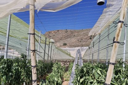 Imagen de archivo de un invernadero en Almería.
