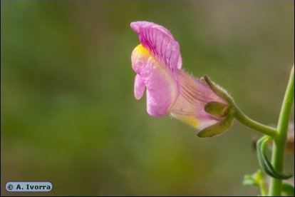 Dragoncillo del Cabo.