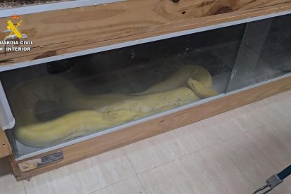 GUARDIA CIVIL - Archivo