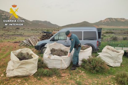 La Guardia Civil incautó varios sacos con un total de 100 kilos de tomillo recolectado sin autorización.