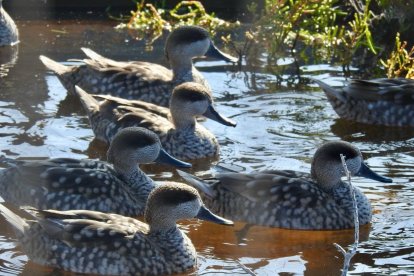 Suelta de cercetas pardilla