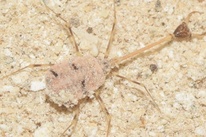el ‘Necrophylus arenarius’ es una joya de la evolución que se encuentra mayormente en la provincia de Almería