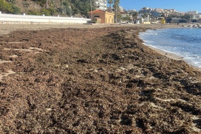 El alga asiática se acumula en las playas de Almería.