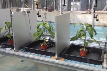 Las cámaras del proyecto PUA del IBMCP graban 24/7, imágenes cada 10 minutos y los micrófonos especiales de ultrasonidos recogen cómo 'hablan' las plantas a frecuencias que no percibe el hombre (sí por ejemplo, los murciélagos)