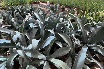 Plantas del Cabo, empresa almeriense integrada en Plantaespaña, ha consolidado un modelo de producción especializado en cultivos ornamentales de alta calidad