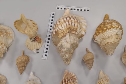 Caracolas intervenidas que estaban a la venta en el rastro del Parque Nicolás Salmerón.