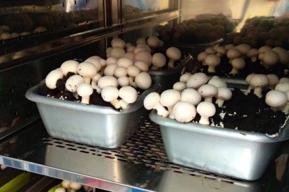 Experimentos en una cámara de cultivo.