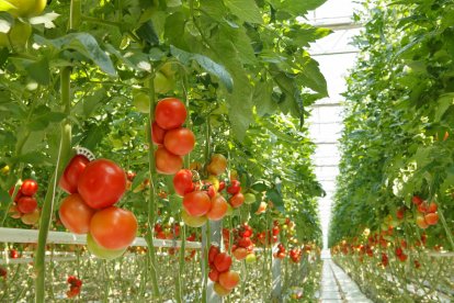 Tomates en invernadero.