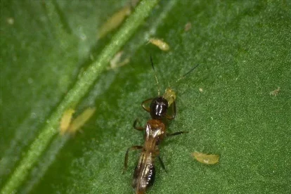 Ejemplar de ‘Franklinothrips megalops’ sobre larvas de ‘Thrips parvispinus’.