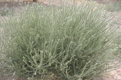 Salsola, género de plantas herbáceas cuya presencia se ha multiplicado de forma muy significativa en los últimos años.