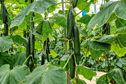 HELSINKI es una de las estrellas de Fitó Seeds en pepino holandés en Almería y Granada.