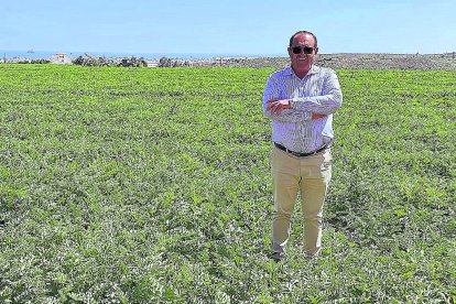 José Navarro en uno de sus campos de producción.