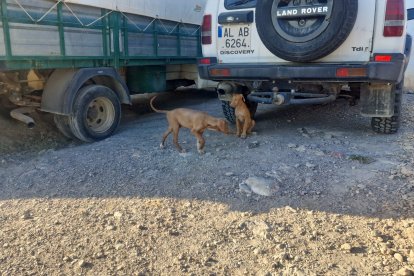 Perros abandonados en Castala.