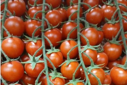 El exceso de temperaturas está provocando actualmente problemas de cuaje en el tomate.