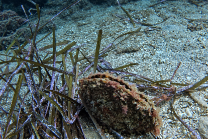 Nacra (Pinna nobilis) en el fondo marino. Este gran molusco bivalvo es una especie emblemática y amenazada del Mediterráneo.