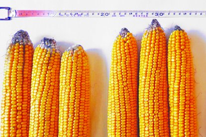 Syngenta
