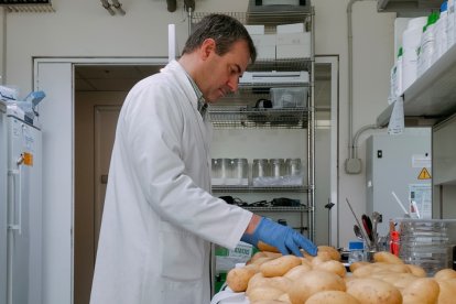 El desperdicio alimentario supone una oportunidad para la innovación agroalimentaria: desde la anticipación de las enfermedades del campo hasta las mejoras de almacenamiento. La innovación aplicada a toda la industria y a escala real producirá un gran impacto