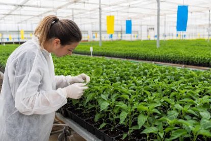 ●	Organizado por Agromarketing España, con la colaboración de ASEHOR y el Ayuntamiento de El Ejido, el evento mantien abiertas sus inscripciones en www.semillerosforum.es.