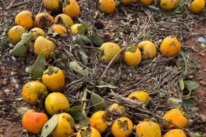 Ese incremento, según recuerda la normativa, es para hacer frente a la adopción de medidas urgentes en respuesta a los daños causados por diversos fenómenos meteorológicos adversos