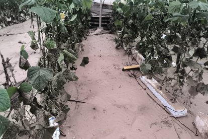 COAG Almería pide ayudas directas para explotaciones y un plan contra inundaciones
