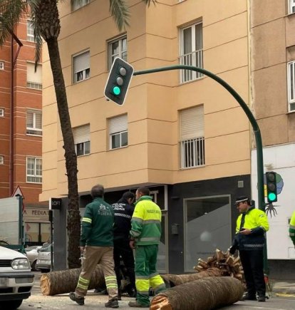 Imagen del archivo del día que cayó la palmera sobre la avenida Cabo de Gata.