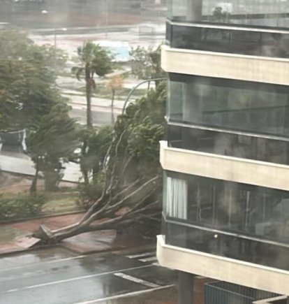 Árbol derribado por el viento en calle Argentinita, en la capital almeriense.