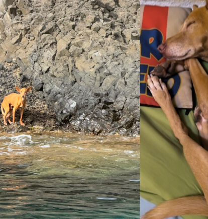 De ser abandonado en una cala de Las Negras (izquierda) a su nueva vida en Madrid (derecha).