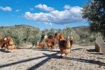 Gallinas al aire libre, de la granja de Víctor Compán.