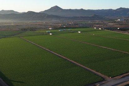 Extensas parcelas dedicadas al cultivo de lechuga iceberg en Huércal-Overa.