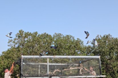 Liberación de las carracas.