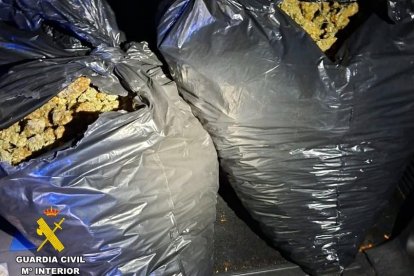 Cogollos de Marihuana incautados.