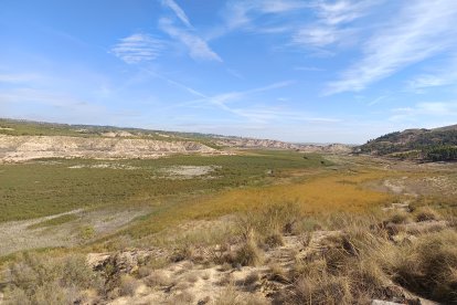 La cola del embalse del Negratín llena de vegetación en 2024.