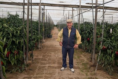El Padilla en uno de sus invernaderos.