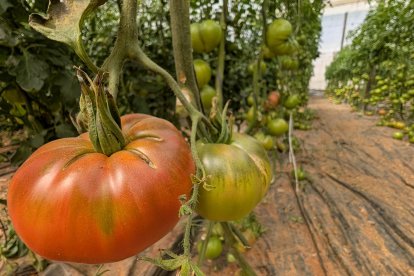 El tomate rosa de Terra Agronómica en Níjar.