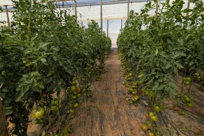 Un pasillo de uno de los invernaderos de tomate rosa de Terra Agronómica en Níjar.